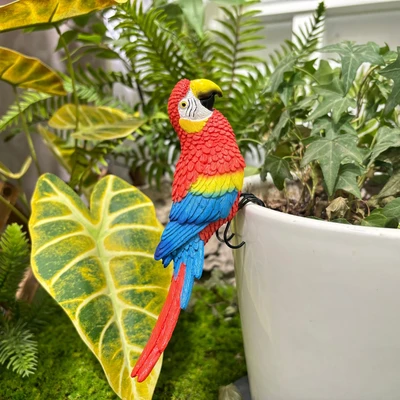 Macaw