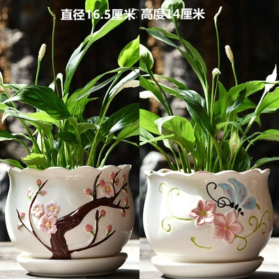 Two large peach blossom butterflies