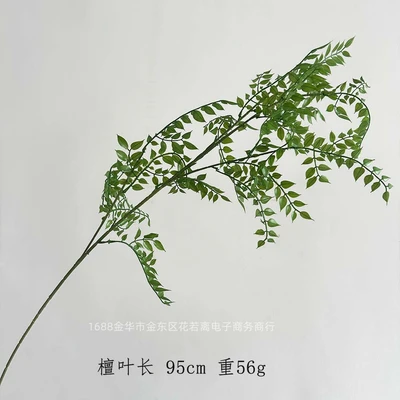 Sandalwood leaves