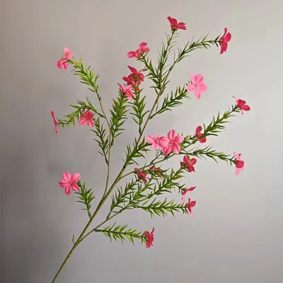 Rose red