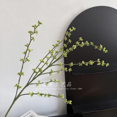 Acacia beans