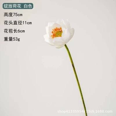 Blooming lotus white