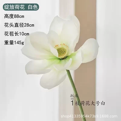 Blooming lotus film white
