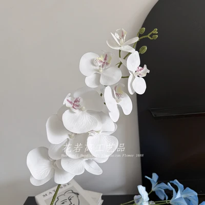 Phalaenopsis orchid film