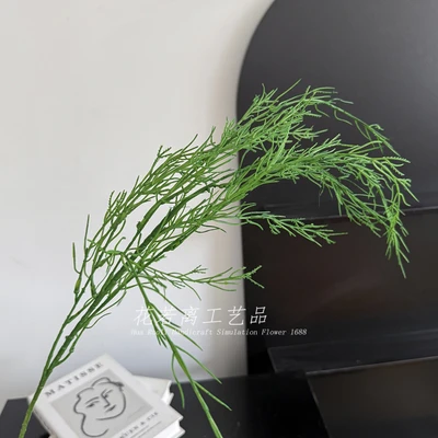 Asparagus grass