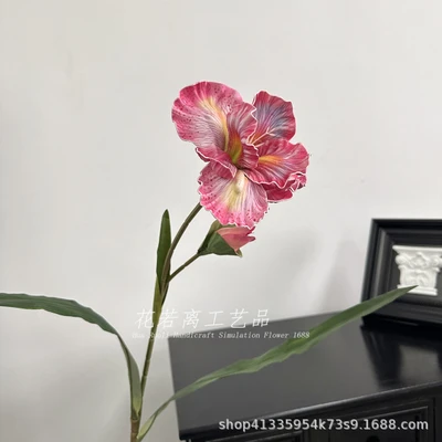 Pink iris