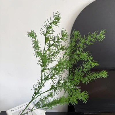 Nanyang Pine