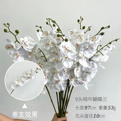 9 phalaenopsis