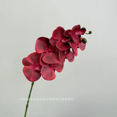7 red phalaenopsis orchids