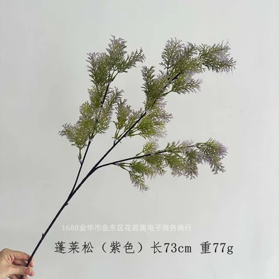 Penglai pine (purple)