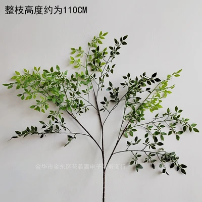 Nandina