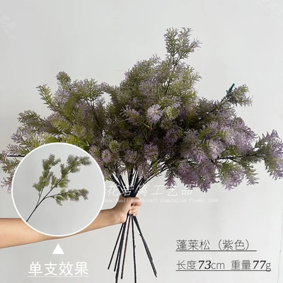 Penglai pine (purple)