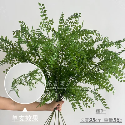 Sandalwood leaves